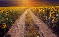 Road running through yellow sunflowers with fall colors and hazy early morning light. Summer landscape with a field of sunflowers Royalty Free Stock Photo