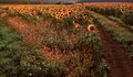 Road running through yellow sunflowers with fall colors and hazy early morning light. Summer landscape with a field of sunflowers Royalty Free Stock Photo