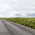 Road in rural Eifel landscape with fields