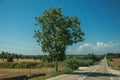 Road through rural landscape with farmed fields and tree