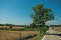 Road through rural landscape with farmed fields and tree