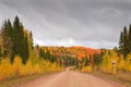 Road in russian taiga