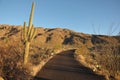 Road in Saguaro National Park Arizona