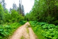 The road from the sand goes through the forest. Royalty Free Stock Photo