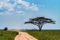 Road in savannah beautiful landscape Royalty Free Stock Photo