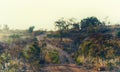 Road in savannah beautiful landscape Royalty Free Stock Photo