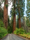 Road in Sequoia National Park, California, USA Royalty Free Stock Photo