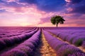 A road through a serene lavender field