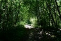 The road in a shady sunny forest. Deciduous trees are shrubs. Green grass. Summer Royalty Free Stock Photo