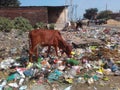 Road Side Garbage Dump and Cows in Indian Town Royalty Free Stock Photo