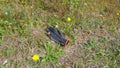 Road side litter, different types of rubbish discarded from cars on the verge of a main road