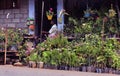 Road side nursery shop