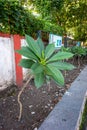 Road side plantation of Magnolia champaca commonly known as champa tree in India. Rajpur Raod, Dehradun India