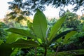 Road side plantation of Magnolia champaca commonly known as champa tree in India. Rajpur Raod, Dehradun India