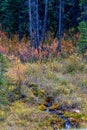 Road side run off near Mount Baldy Pass. Bow Valley wilderness Area. Alberta Canada Royalty Free Stock Photo