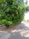 Road side small green tree