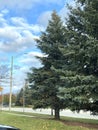 Road side trees and blue sky and White cloud. Royalty Free Stock Photo