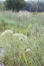 Road side vegetation 1918