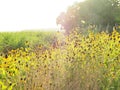 Road Side Wild Flowers