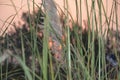 Road side wild grass at sunset time