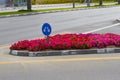 Road sign arrow. Fork junction traffic sign on road with flowerbed. Blue bifurcation sign with two arrows. Royalty Free Stock Photo