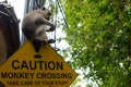Road sign in asia Caution. Monkey crossing with monkey sitting on it Royalty Free Stock Photo