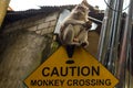 Road sign in asia Caution. Monkey crossing with monkey sitting on it Royalty Free Stock Photo