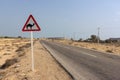 Road sign: Beware of camels. Royalty Free Stock Photo