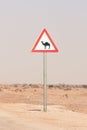 Road sign caution camels crossing. Street sign danger of wandering animals causing road accident. Royalty Free Stock Photo