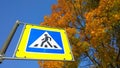 Road sign pedestrian crossing against blue sky and orange trees. Golden autumn is here. Ecology and clean fresh air in urban city Royalty Free Stock Photo