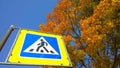 Road sign pedestrian crossing against blue sky and orange trees. Golden autumn leaf color. Ecology and clean fresh air in urban ci Royalty Free Stock Photo