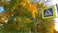 Road sign pedestrian crossing against orange and yellow trees. Golden autumn scenics in the town. Ecology and clean fresh air in u Royalty Free Stock Photo