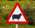 Road Sign Warning of Sheep in Wales