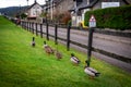 Road sign warning to watch out for ducks and ducklings crossing the road, placed over a fence alongside the road, on a cloudy Royalty Free Stock Photo