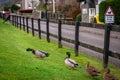 Road sign warning to watch out for ducks and ducklings crossing the road, placed over a fence alongside the road, on a cloudy Royalty Free Stock Photo