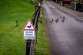 Road sign warning to watch out for ducks and ducklings crossing the road, placed over a fence alongside the road, on a cloudy Royalty Free Stock Photo