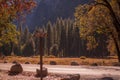 Yosemite National Park autumn tree sign Royalty Free Stock Photo