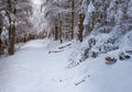 Road with snow