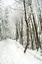 Road at snowbound winter forest in overcast.