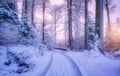 Road in snowy forest in beautiful winter at sunset. Colorful Royalty Free Stock Photo