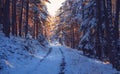Road through the snowy forest, shining sunshine, winter day