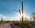 Road in Sonoran Desert with Saguaros