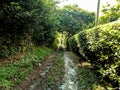 Road sorrounding of green nature