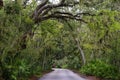 Road among Spanish moss hangs in shadows of wide branches of oak trees.