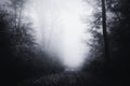 Road through spooky haunted forest with blue fog Royalty Free Stock Photo