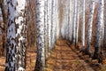 Road in spring birch alley