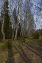 The road in the spring forest Royalty Free Stock Photo