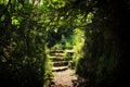 Road and stone stairs in magical and mysterious dark forest. Fairy tale concept Royalty Free Stock Photo