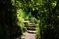 Road and stone stairs in magical and mysterious dark forest. Fairy tale concept Royalty Free Stock Photo