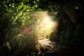 Road and stone stairs in magical and mysterious dark forest with mystical sun light. Fairy tale concept